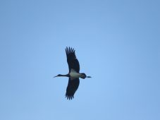 В Медвенском районе Курской области впервые заметили чёрного аиста 