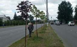 В Курске обрабатывают саженцы от вредителей и болезней