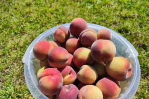 В Курской области 1 сентября ожидается до +31 градуса