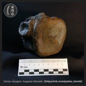 Курский школьник обнаружил первый в регионе позвонок плиозавра Юрского периода