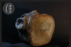 Школьник нашёл позвонок плиозавра