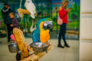 БОЛЬШАЯ АФИША