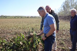 В Обоянском районе Курской области полным ходом убирают сахарную свёклу