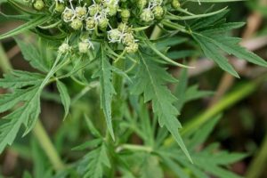 Город заполонила амброзия