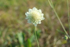 В Курской области повторно зацвели степные растения