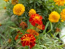 В Курской области 22 сентября ожидается до +29 градусов