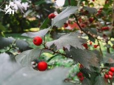 В Курской области 16 сентября обещают до +26 и без дождей