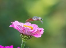В Курской области запечатлели 4-сантиметрового бражника