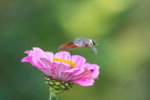 В Курской области открыли отделение Российского экообщества
