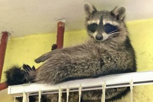 Енот воссоединился с хозяином