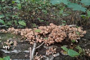 После дождей куряне собирают полные ведра грибов