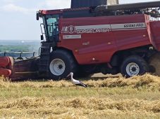 В Курской области дожди помешали закончить уборочную