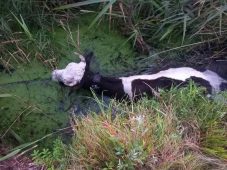 В Касторенском районе жители спасли корову