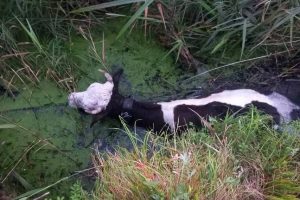 В Касторенском районе жители спасли корову