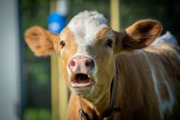 В Курской области автомобиль и корова не поделили дорогу