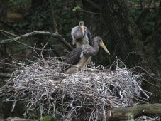 В Курской области впервые удалось сфотографировать гнездо чёрного аиста