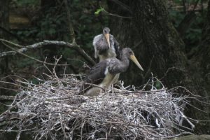 В Курской области впервые удалось сфотографировать гнездо чёрного аиста