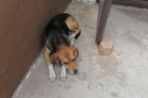 «Если котик мне враг, то кто же я?»