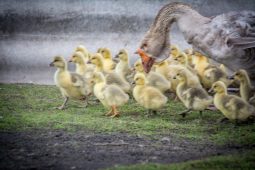 Курянка потребовала компенсацию морального вреда за  птиц, которых  загрызли бродячие собаки