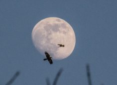 7 октября куряне могут наблюдать Суперлуние