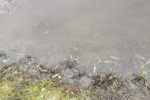 ЧП на воде проверяют экологи