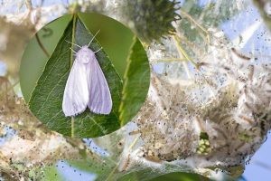 Сады защитит карантин