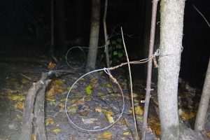 Куряне незаконно охотятся на барсука