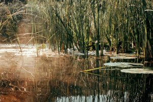 Во Льговском районе Курской области проверяют причины мора рыбы в реке Сейм