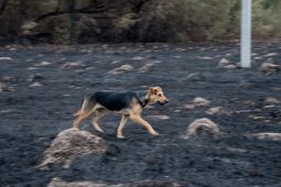 В Мантуровском районе на пожаре погиб 70-летний мужчина