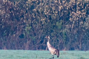 Над Курской областью проходят пролёты журавлей