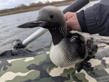 Курский рыбак спас из браконьерских сетей чернозобую гагару