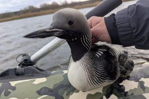 Курский рыбак спас из браконьерских сетей чернозобую гагару