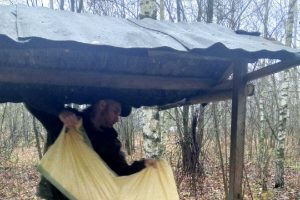 В Курской области за неделю  выложили более трёх тонн корма для диких животных