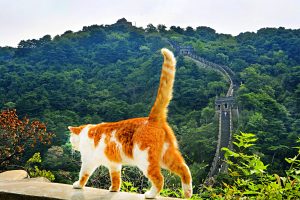 Нихао, Бэйджинг!