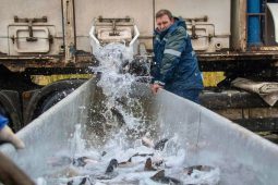 Курская АЭС выпустила в водоём-охладитель 4 тонны мальков для очистки воды
