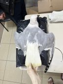 В Курской области ветеринары пытались спасти смертельно больную чайку