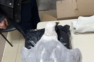 В Курской области ветеринары пытались спасти смертельно больную чайку