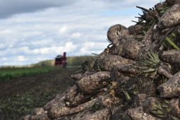 Аграрии Курской области собрали более 3,8 млн тонн зерновых