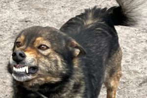 Суд в Курской области взыскал в пользу 12-летнего ребенка компенсацию после укуса собаки