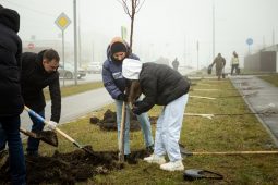 В Курске волонтёры высаживают около ста лип в Северо-западном микрорайоне