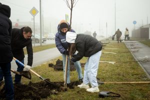 В Курске волонтёры высаживают около ста лип в Северо-западном микрорайоне