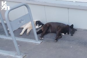 Бастрыкину представят доклад о нападении собаки на ребёнка в Курске