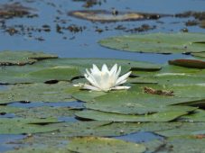 Три природных памятника Курской области получили охранные зоны в госреестре