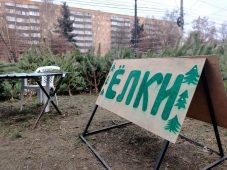 В Железнодорожном округе Курска действует один легальный елочный базар