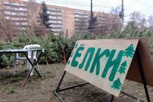 Хвойные продают без разрешений