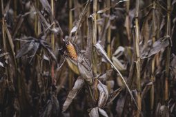 В Курской области завершают уборку 126 тысяч гектаров сельхозкультур под снежным покровом