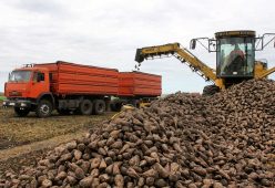 Курские аграрии убрали 100 тысяч гектаров сахарной свёклы