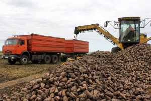 Курские аграрии убрали 100 тысяч гектаров сахарной свёклы
