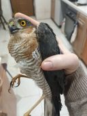 В Курске домашний кот принес домой живого ястреба