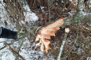 В Курской области поймали нарушителя, срубившего две сосны в лесу